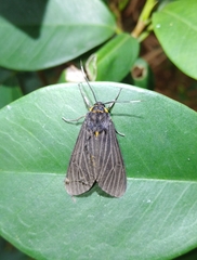 Amsactoides solitaria