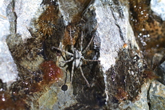 Dolomedes dondalei