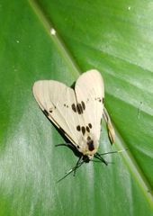 Amsactoides solitaria