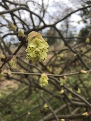 Corylopsis