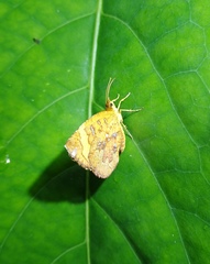 Callidula attenuata