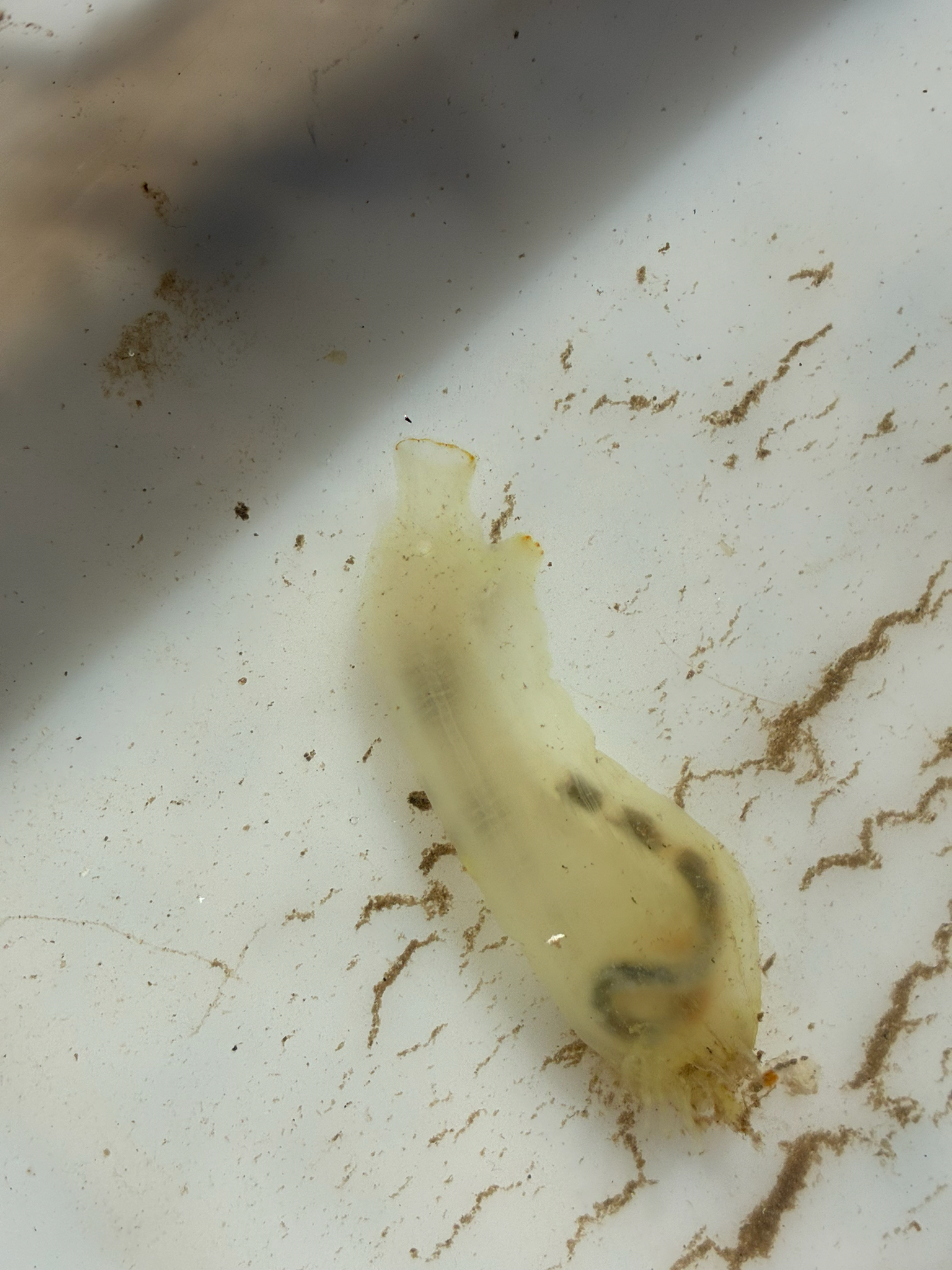 Ciona intestinalis (Linnaeus, 1767)