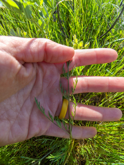Lomatium caruifolium