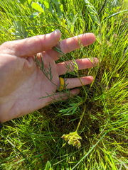 Lomatium caruifolium