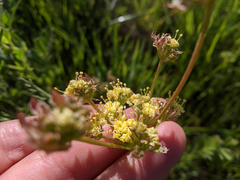Lomatium caruifolium