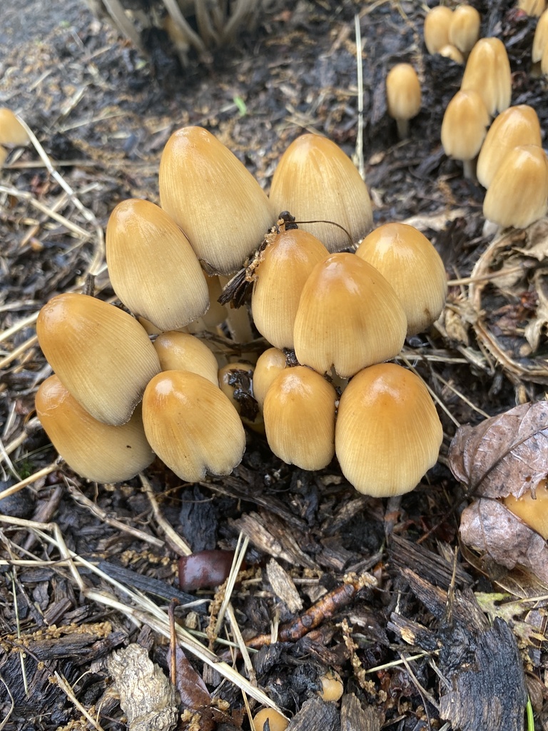 Coprinellus micaceus · April 2026 · photo: © kemper (iNaturalist, cc0)