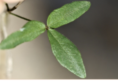 Glycine microphylla
