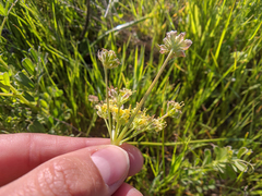 Lomatium caruifolium