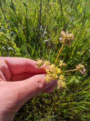 Lomatium caruifolium