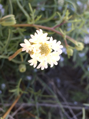 Chaenactis fremontii