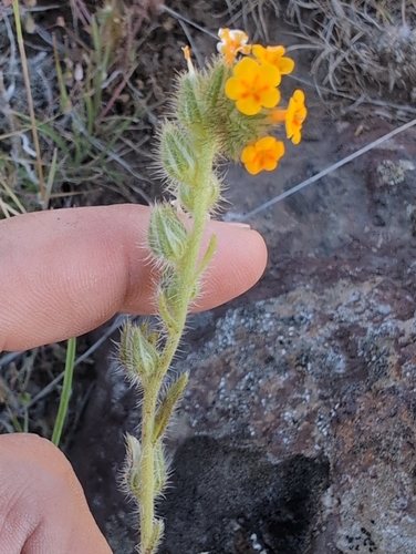 Amsinckia lycopsoides, 2026-04-29