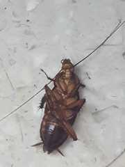 Periplaneta americana