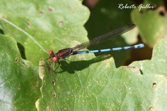 Argia joergenseni