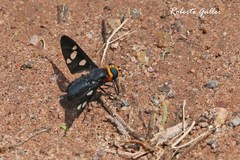 Hyperalonia morio morio