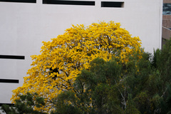 Handroanthus guayacan
