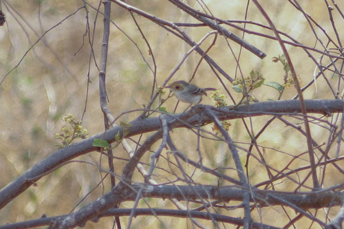 Tawny-fronted Pygmy-tyrant