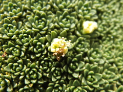 Azorella compacta