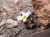 Nototriche turritella - Photo (c) Fabien Anthelme, some rights reserved (CC BY-NC), uploaded by Fabien Anthelme