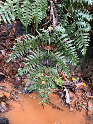 Pteris altissima observed 2026-04-28
