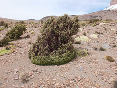 Polylepis tarapacana