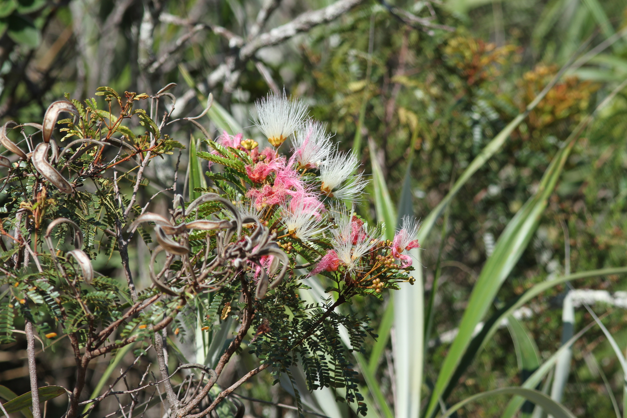 Calliandra fasciculata