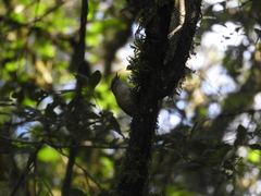 Troglodytes solstitialis