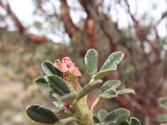 Polylepis tarapacana