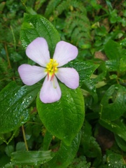 Chaetogastra brachyphylla