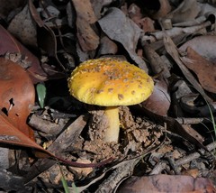 Amanita flavella