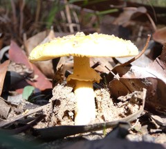 Amanita flavella