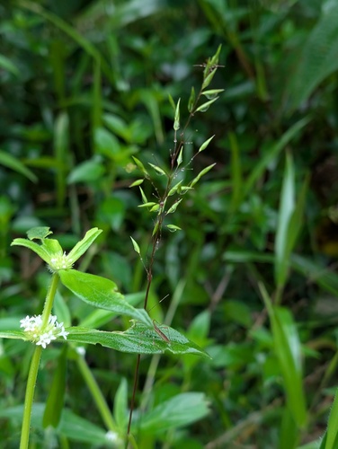 Homolepis aturensis observed 2026-04-24