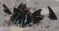 Papilio nireus lyaeus