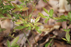 Vaccinium tenellum
