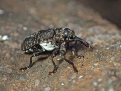 Isacantha dermestiventris