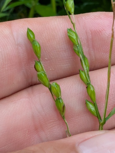 Acroceras zizanioides, 2026-04-24
