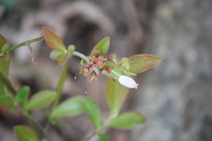 Vaccinium tenellum