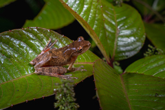 Tuberculate Tree Frog photo 1