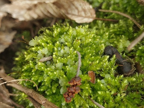 Plagiothecium cavifolium observed 2026-04-25