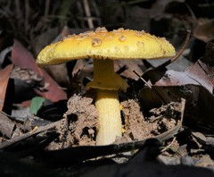 Amanita flavella