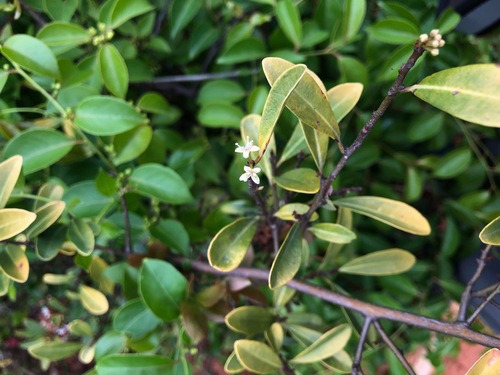 Image of Embelia laeta by (c) Cheng-Tao Lin, some rights reserved (CC BY)