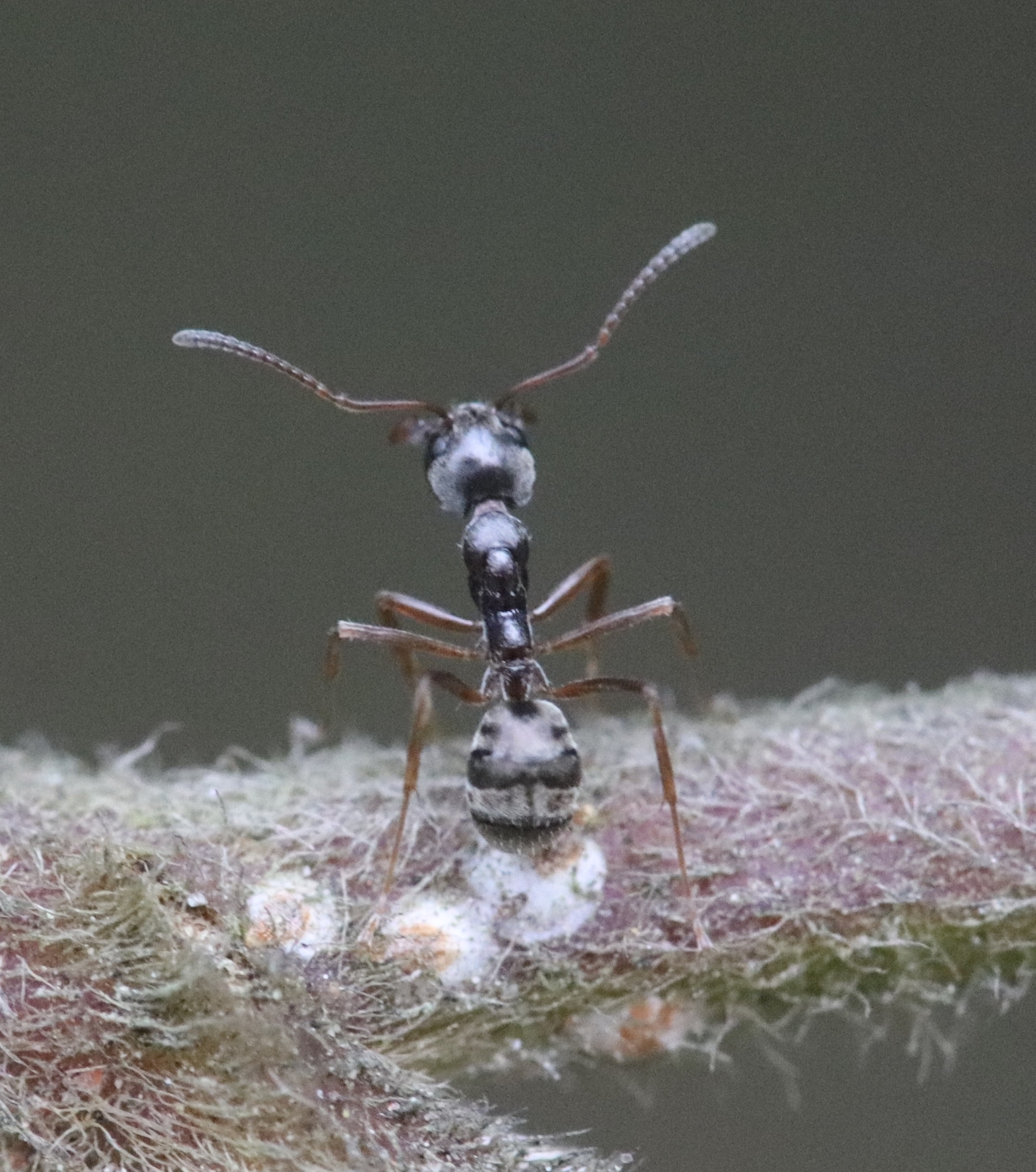Dolichoderus affinis glabripes