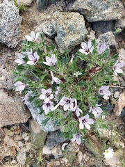 Langloisia setosissima