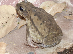 Incilius luetkenii