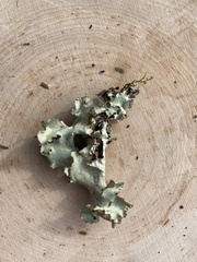 Cetrelia cetrarioides