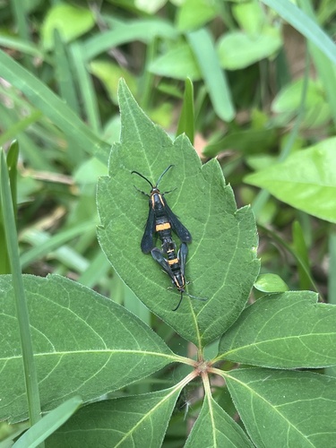Boneset Borer Moth photo 5