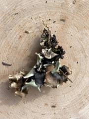 Cetrelia cetrarioides