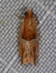 Ancylis comptana