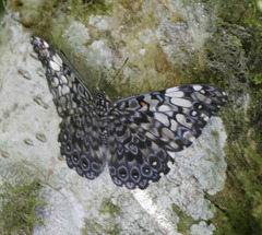 Hamadryas fornax