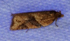 Argyrotaenia ivana