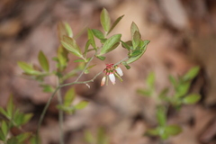 Vaccinium tenellum